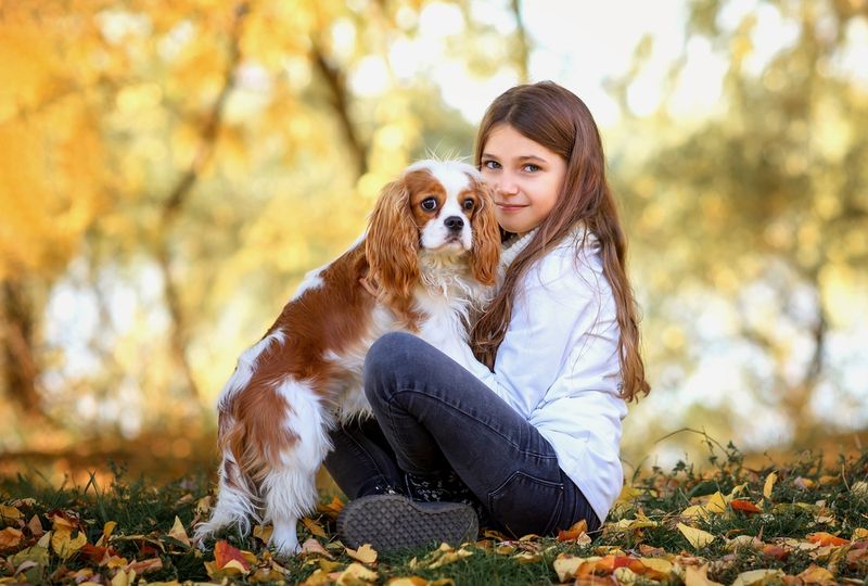 Cavalier King Charles Spaniel