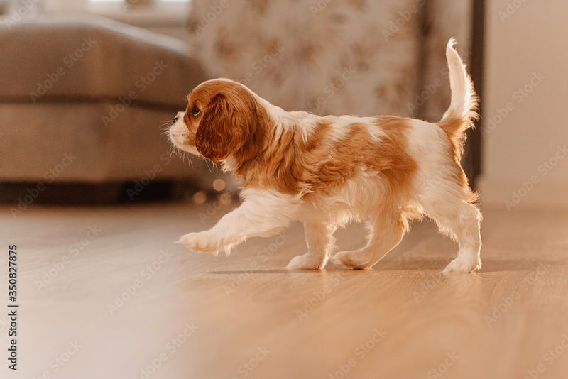 Cavalier King Charles Spaniel