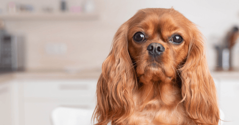 Cavalier King Charles Spaniel with Soulful Eyes