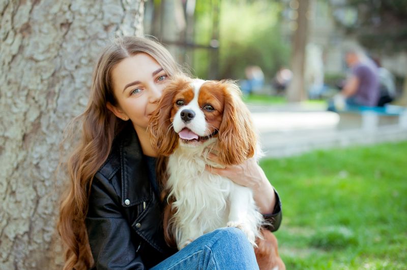 Cavalier King Charles Spaniel