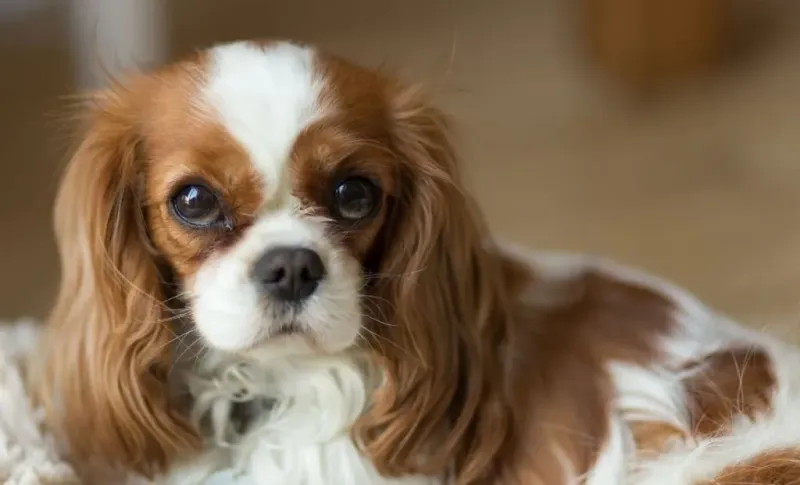 Cavalier King Charles Spaniel