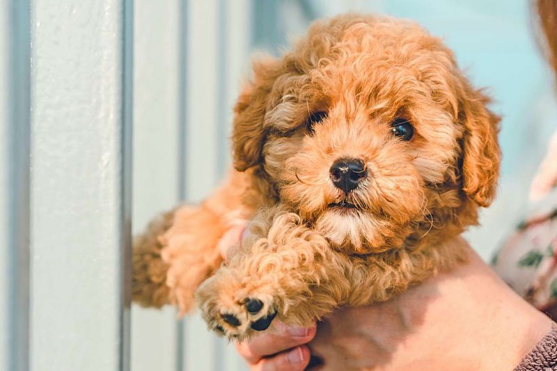 Cavapoo