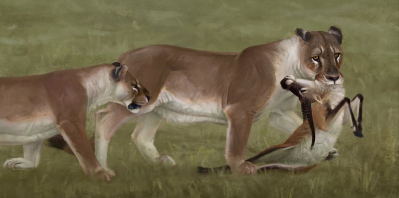 Cave Lion