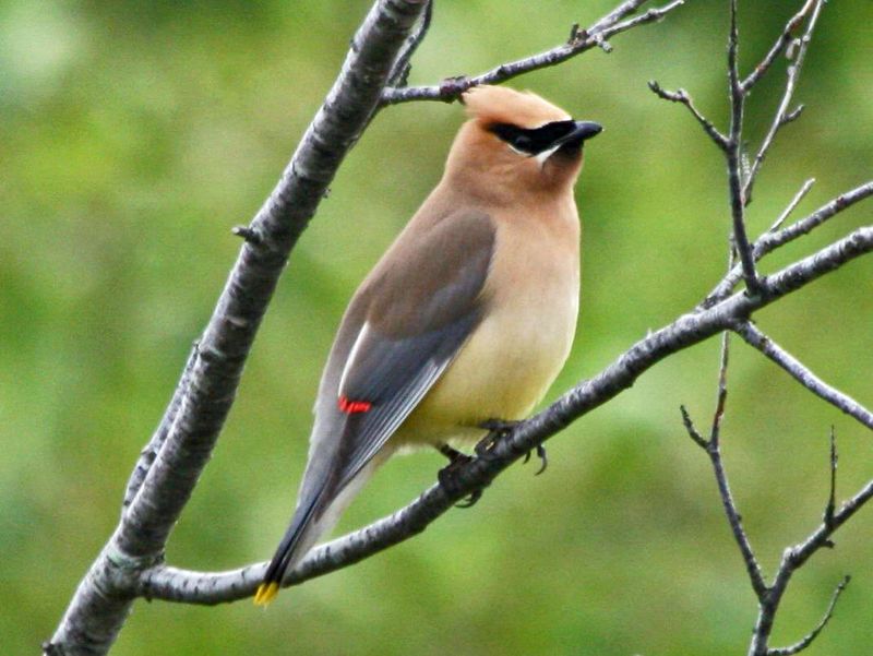 Cedar Waxwing