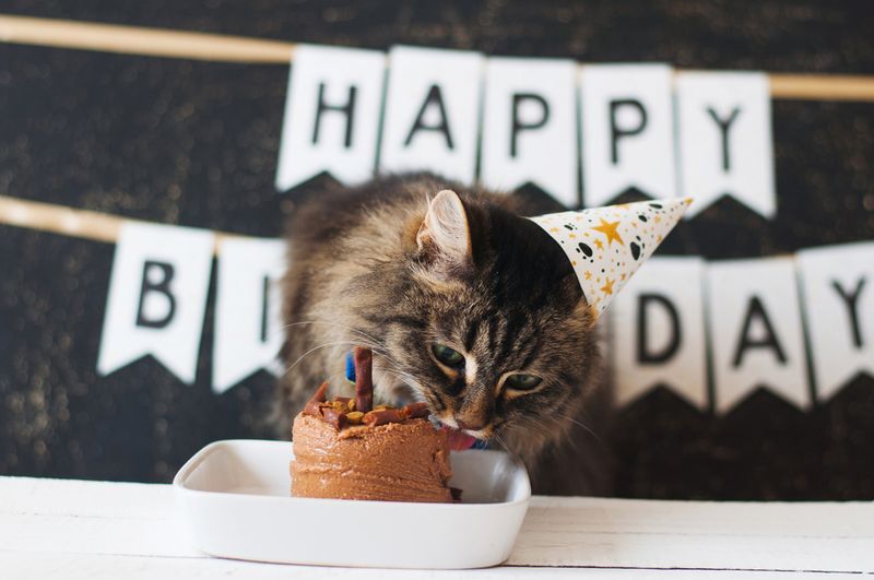 Celebrating Cat Birthdays