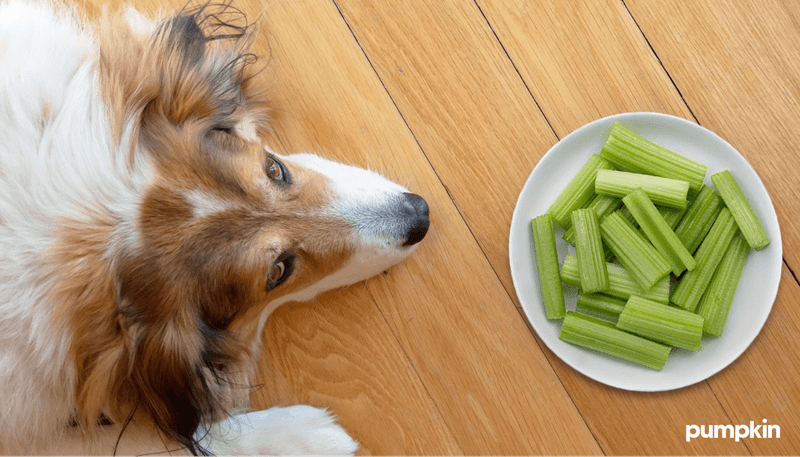 Celery