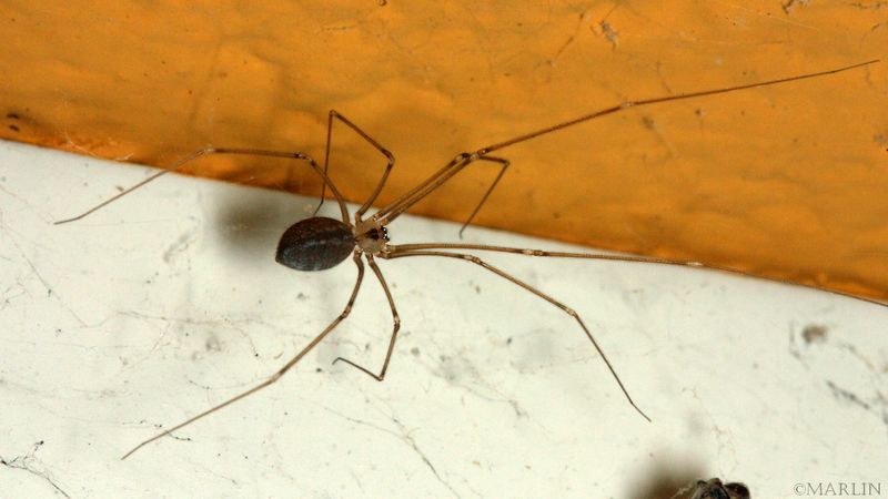 Cellar Spider