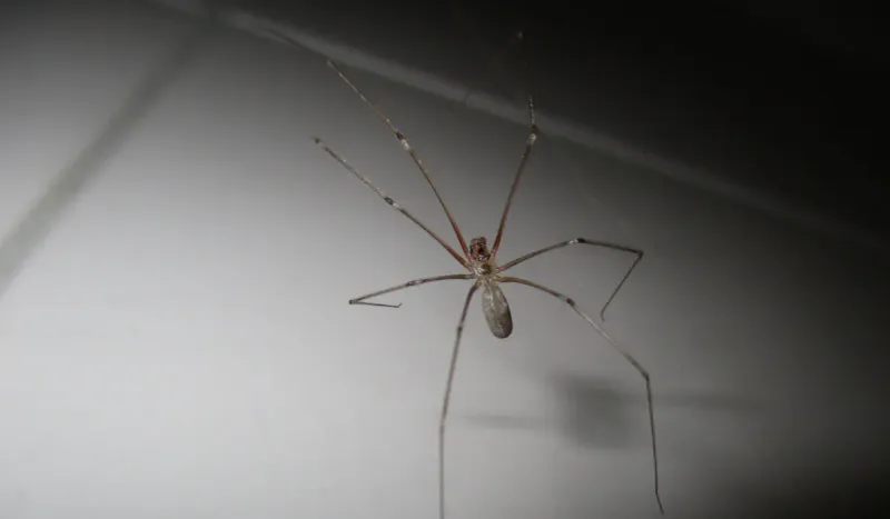 Cellar Spider