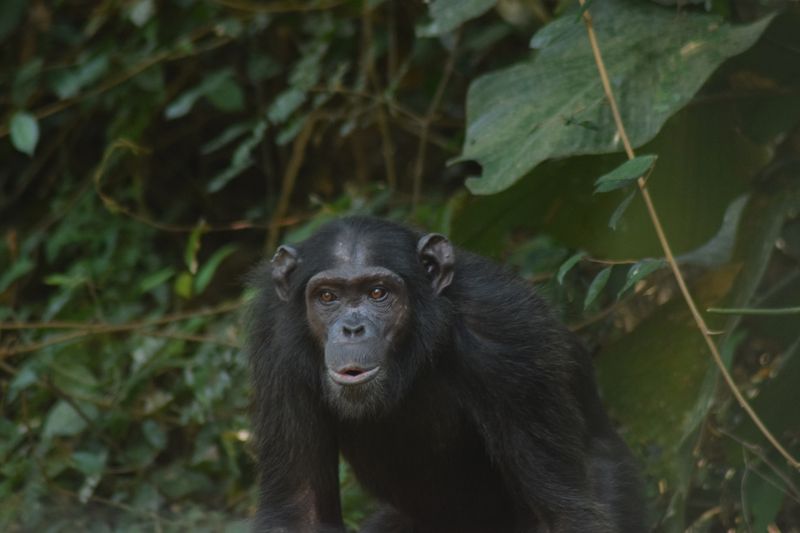 Central Chimpanzee