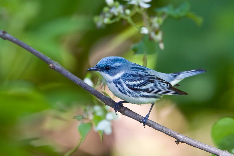Cerulean Warbler