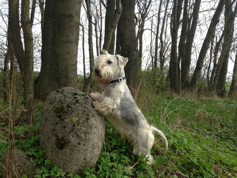 Cesky Terrier