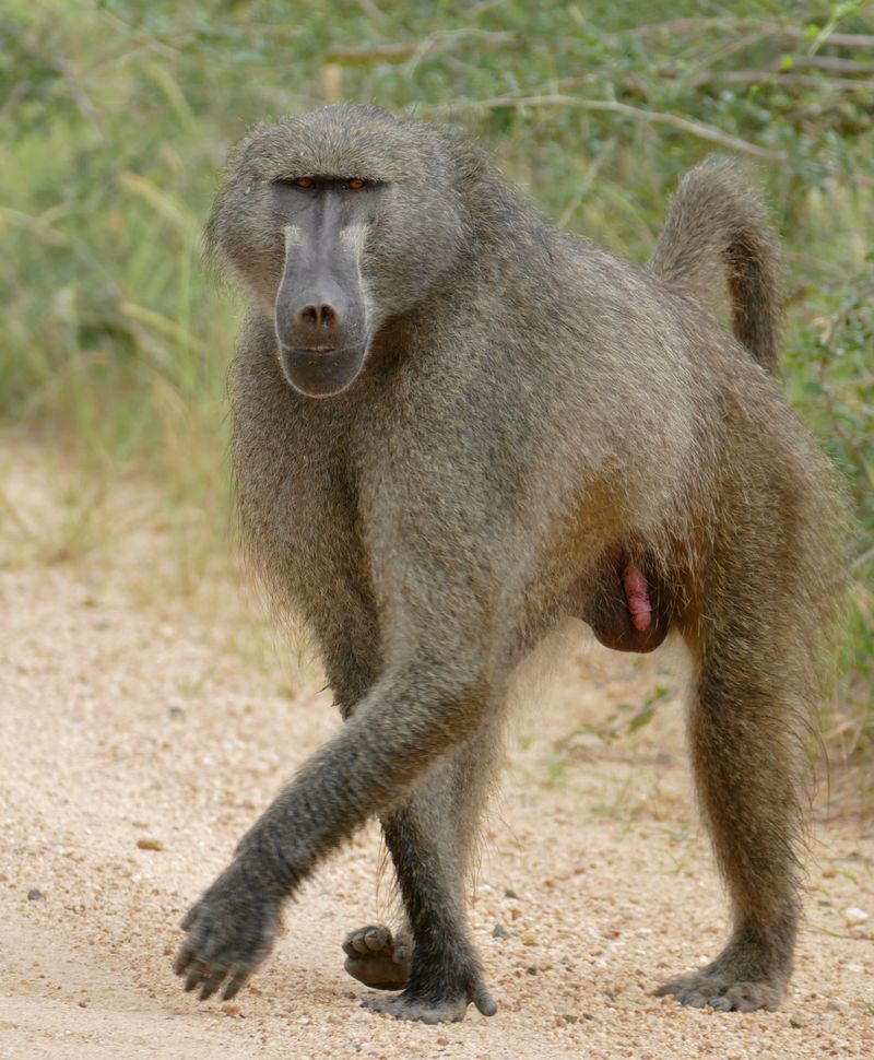 Chacma Baboon