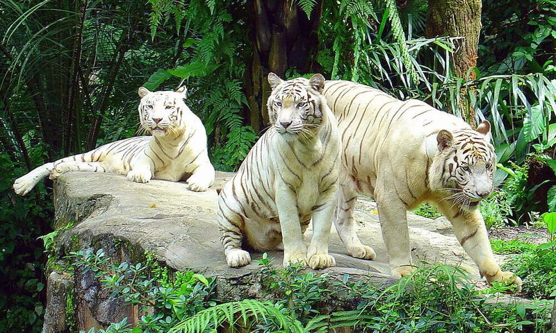 Challenges of Captive Breeding