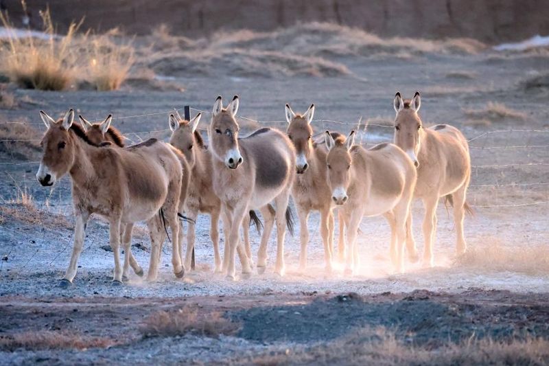 Challenges of Cross-border Conservation