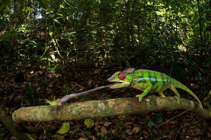Chameleon