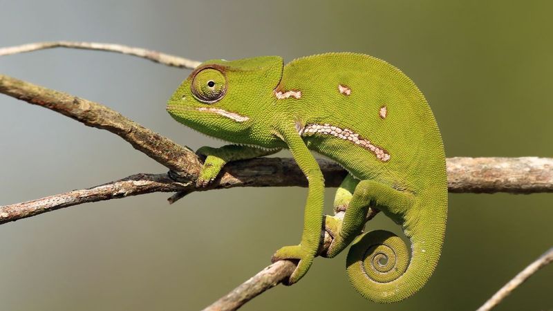 Chameleon