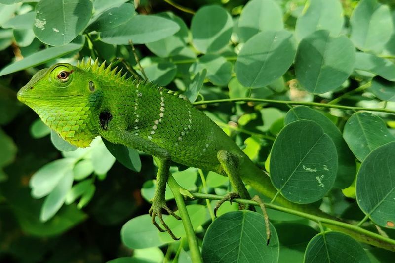 Chameleon