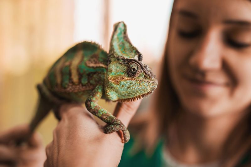 Chameleon