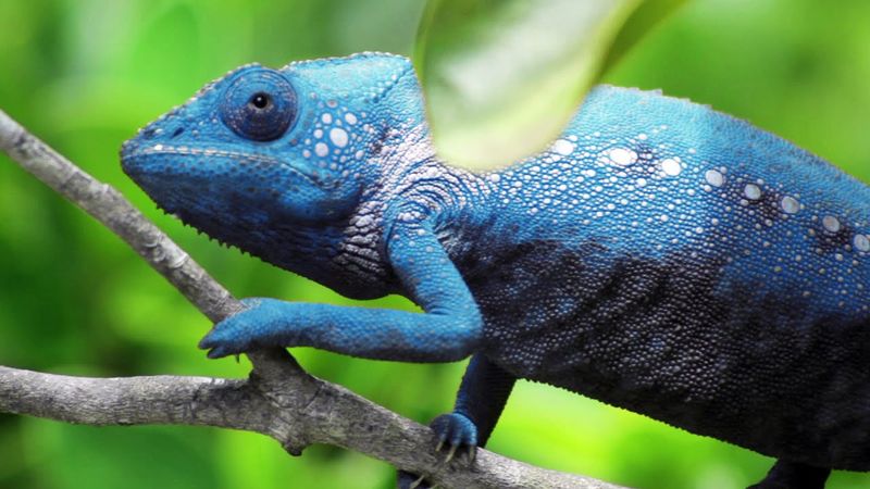 Chameleon