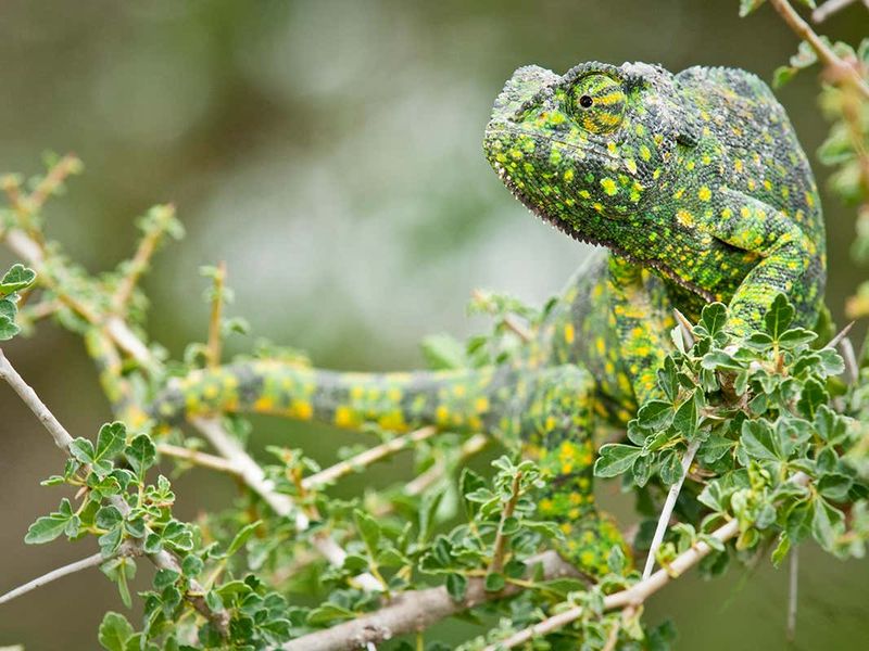 Chameleon