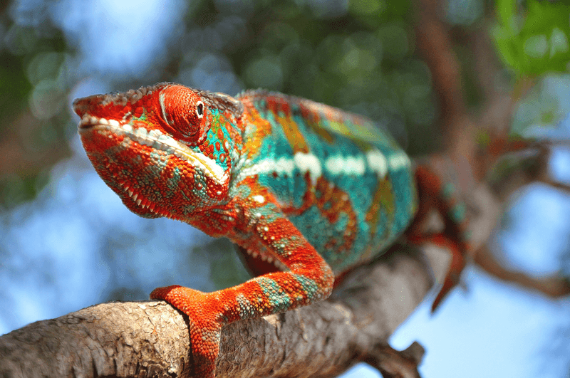 Chameleon