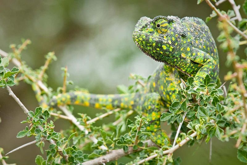 Chameleons Change Colors