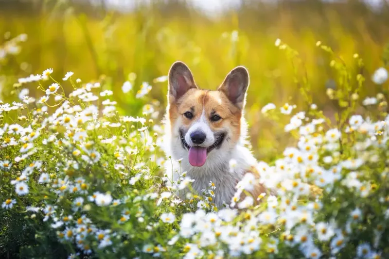 Chamomile
