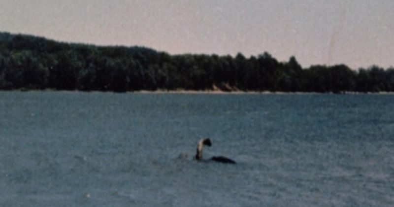 Champ of Lake Champlain