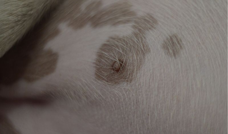 Changes in Coat Condition