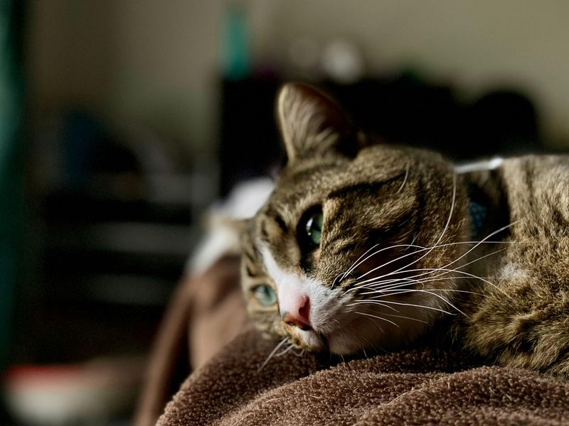 Changes in Grooming Habits