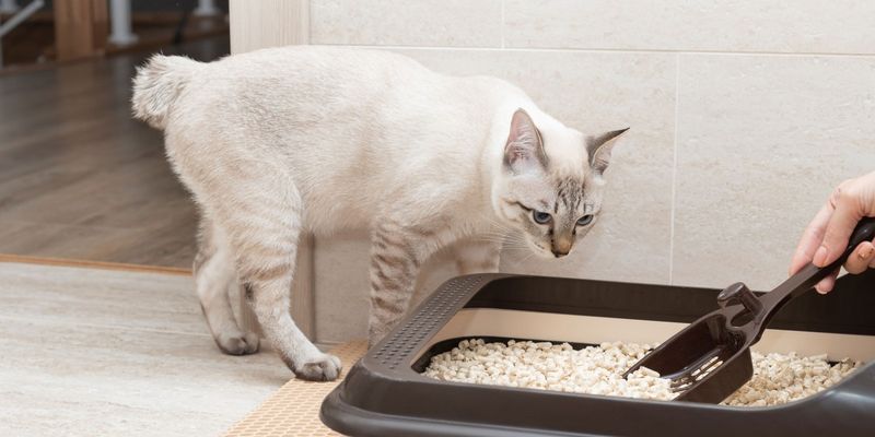 Changes in Litter Box Habits
