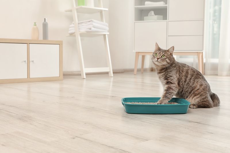 Changes in Litter Box Habits