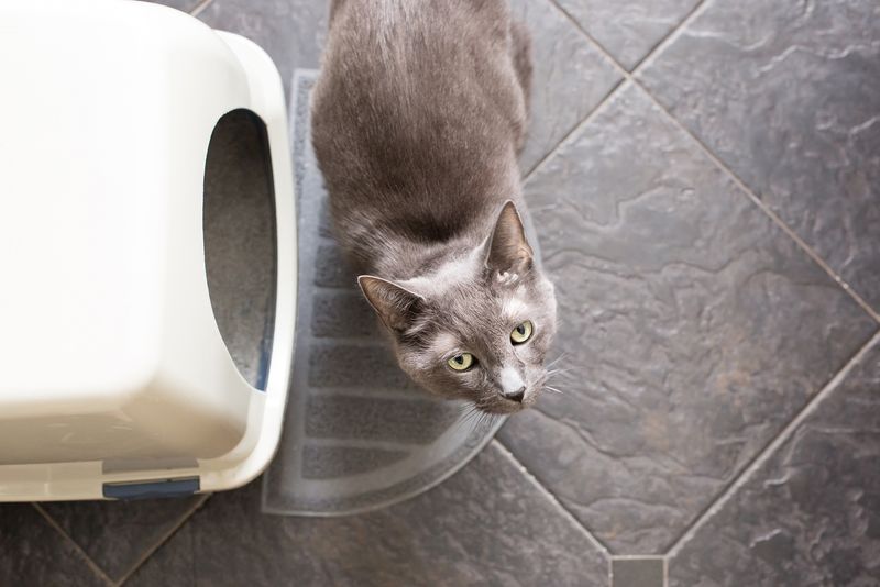 Changes in Litter Box Habits
