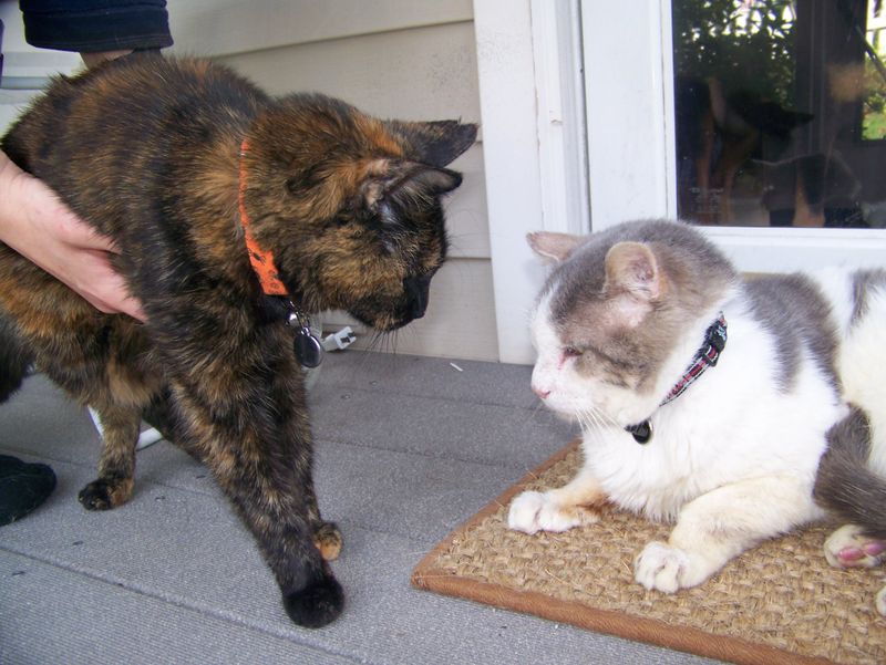 Changes in Social Behavior