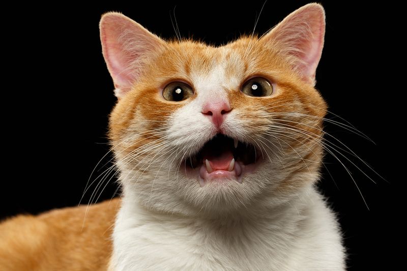 Changes in Vocalization