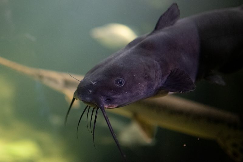 Channel Catfish