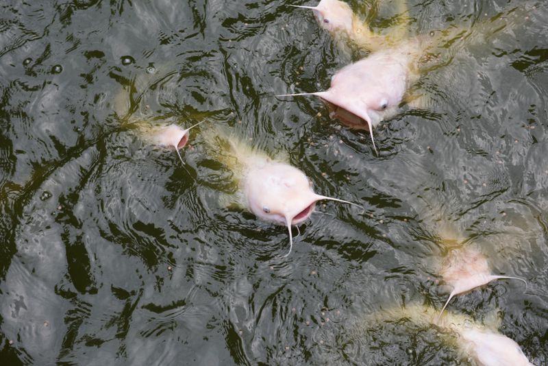 Channel Catfish