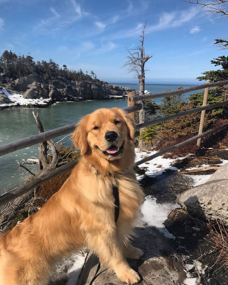 Charlie - Golden Retriever