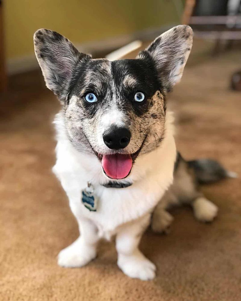 Charlie the Corgi-Husky Mix