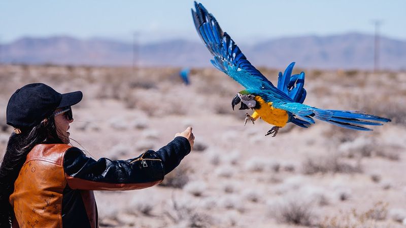 Charlie the Macaw