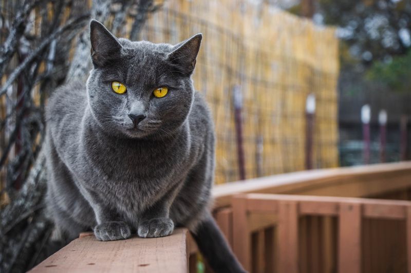 Chartreux