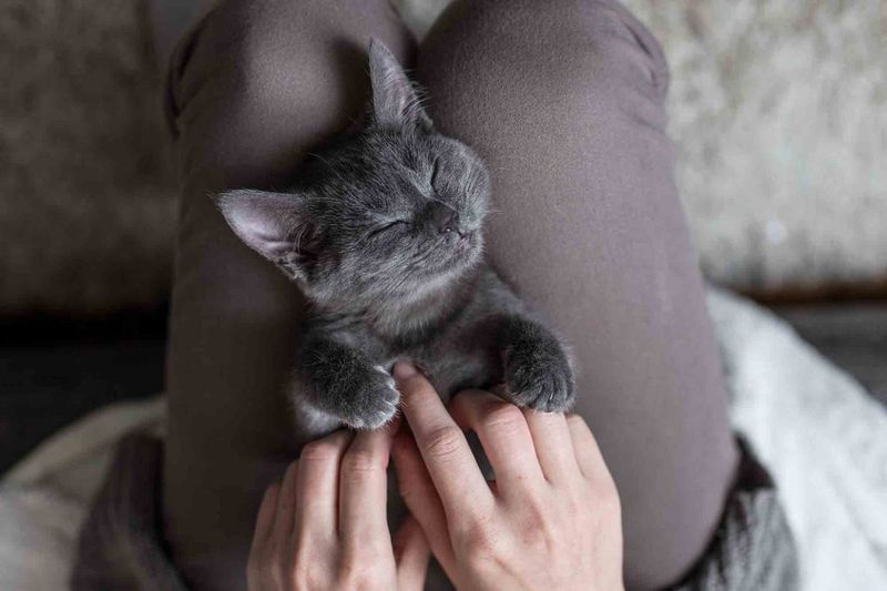 Chartreux