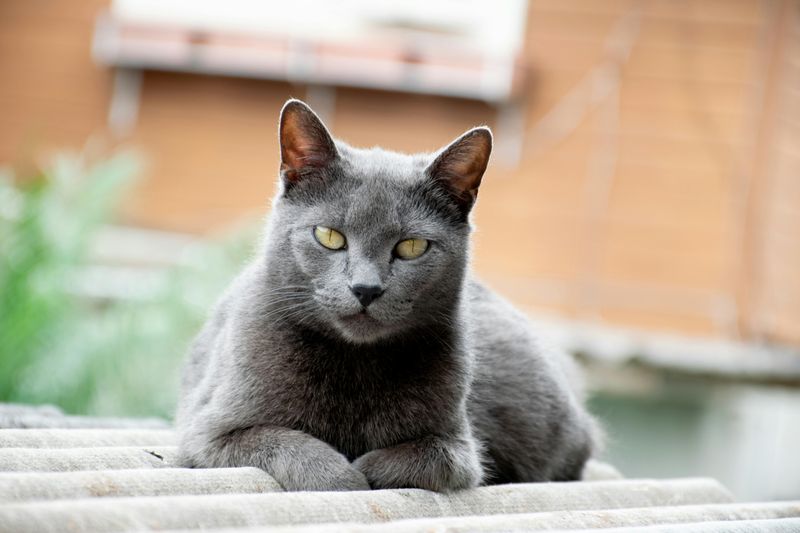 Chartreux
