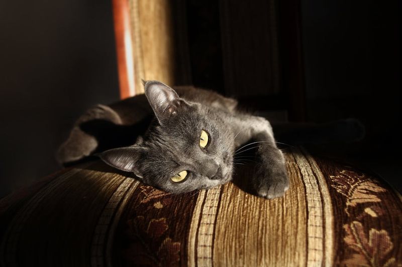 Chartreux