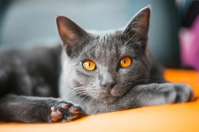 Chartreux - Bleu