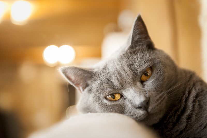Chartreux Cat