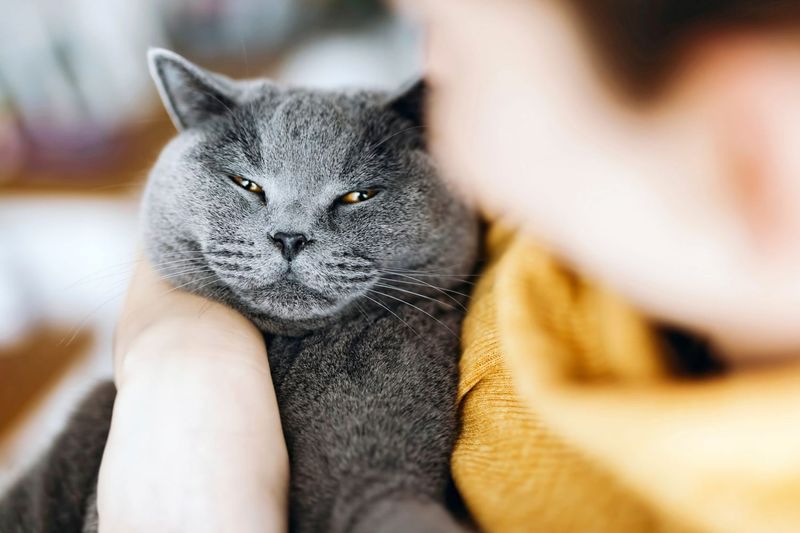 Chartreux