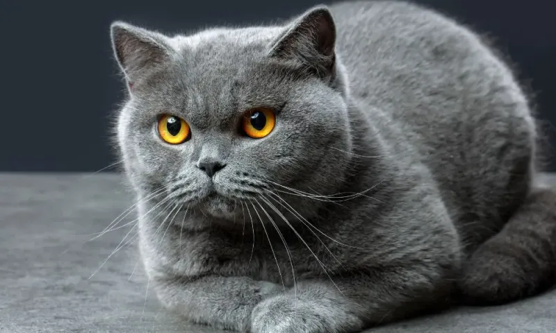 Chartreux