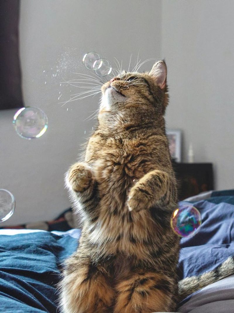 Chasing Bubbles
