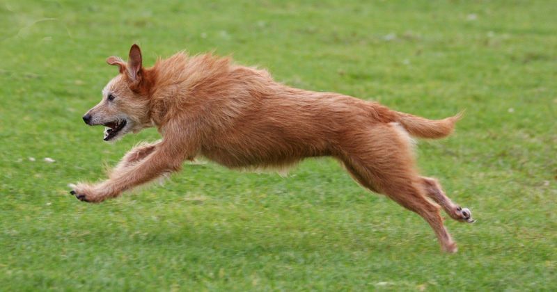 Chasing Can Stress